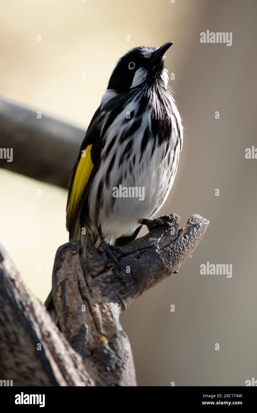 Il New Holland Honeyeater è principalmente bianco e nero, con un'ampia fascia di ala gialla e lati gialli sulla coda Foto Stock