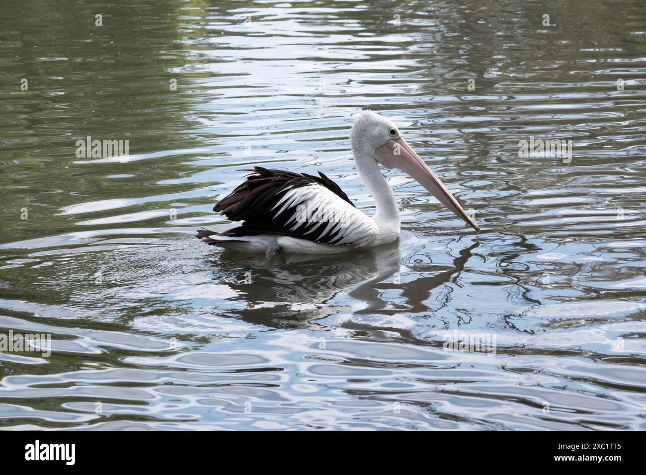 I pellicani australiani sono uno dei più grandi uccelli volanti. Hanno un corpo e una testa bianchi e ali nere. Hanno una grande fattura rosa. Foto Stock