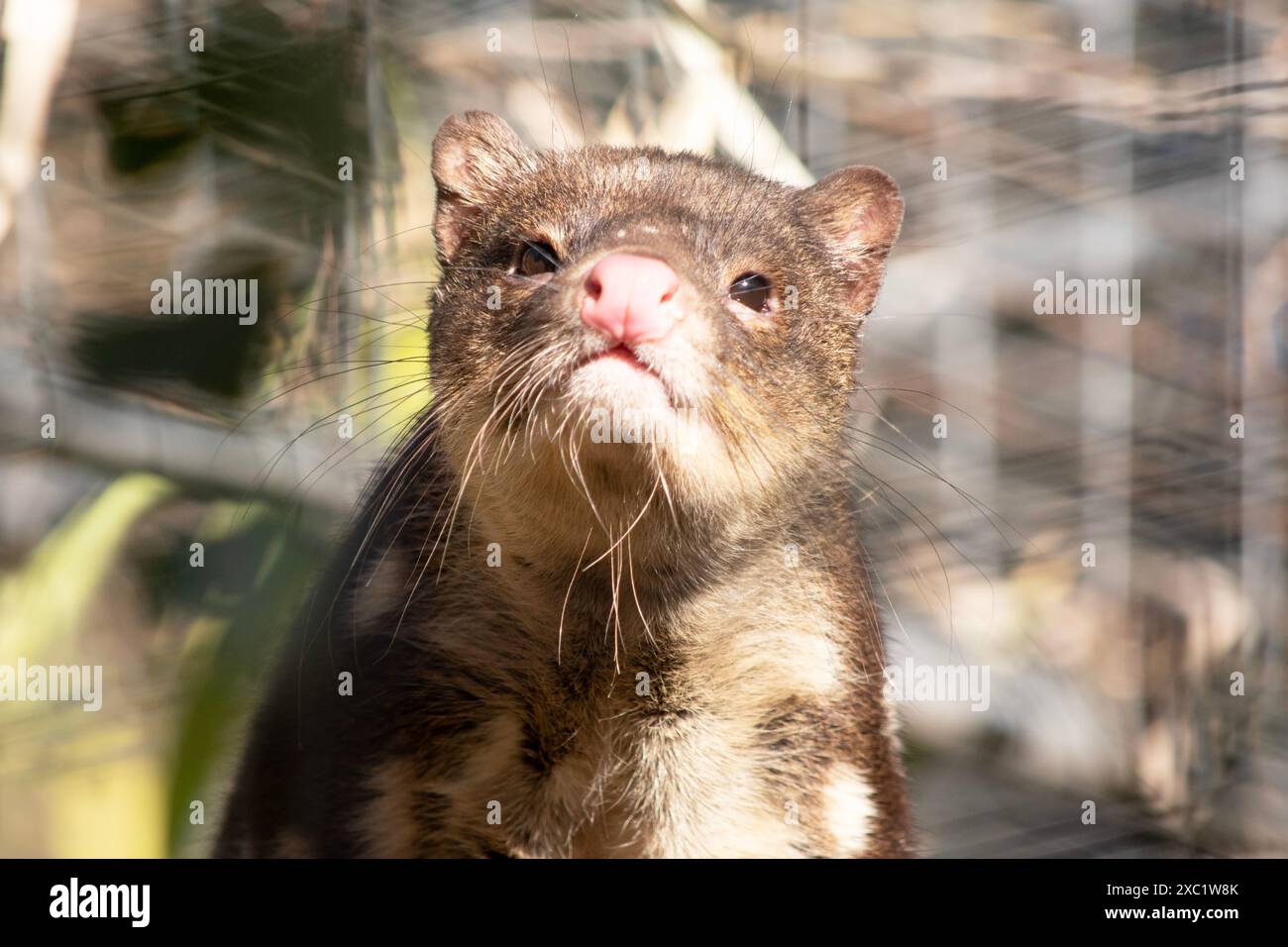 I Quoll dalla coda maculata sono marsupiali che hanno una pelliccia dal rosso intenso al marrone scuro e ricoperti da macchie bianche sul retro che continuano lungo la coda. Foto Stock