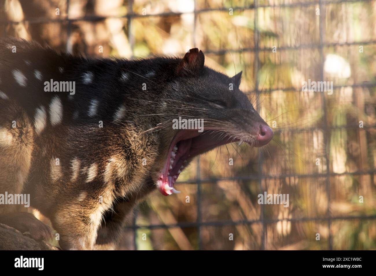 I Quoll dalla coda maculata sono marsupiali che hanno una pelliccia dal rosso intenso al marrone scuro e ricoperti da macchie bianche sul retro che continuano lungo la coda. Foto Stock