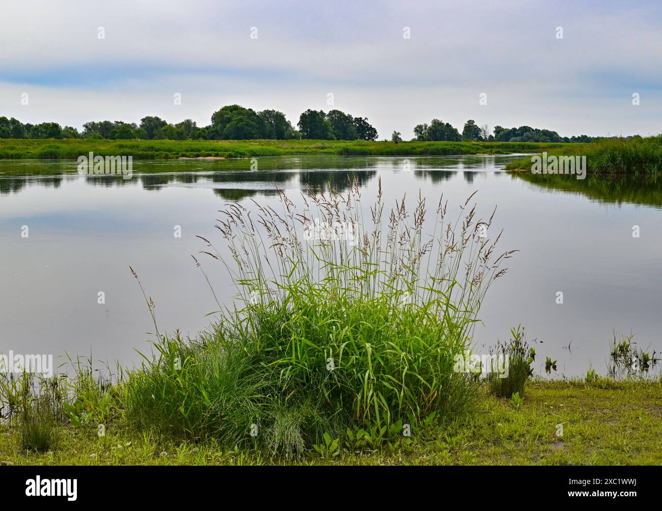 14 giugno 2024, Brandeburgo, Lebus: Il fiume di confine tedesco-polacco Oder. A seguito della diffusione di alghe dorate velenose nell'Oder e del primo pesce morto nel Brandeburgo, sono state ritrovate grandi quantità di pesci morti anche in Polonia. L'amministrazione del Voivodato della bassa Slesia ha annunciato giovedì che 600 chilogrammi di pesce morto erano stati recuperati dal fiume vicino alla città di Glogow entro tre giorni. Campioni dei pesci morti e dell'acqua del fiume vengono esaminati in laboratorio per determinare la causa dell'uccisione dei pesci. Masse di pesci morirono nel fiume Oder nell'estate del 20 Foto Stock