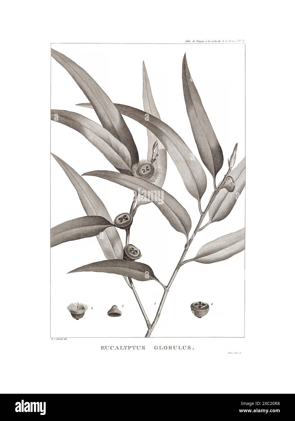 Colorata illustrazione botanica d'epoca di Eucalyptus globulus di Pierre Joseph Redoute, 1792 Foto Stock