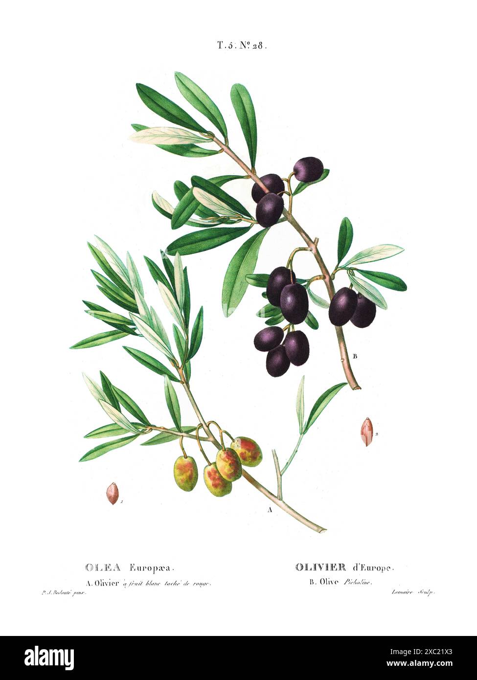 Colorata illustrazione botanica vintage di Olea Europaea (oliva europea) dal libro francese di Duhamel du Monceau e Pierre Joseph Redoute, 1801-1819 Foto Stock