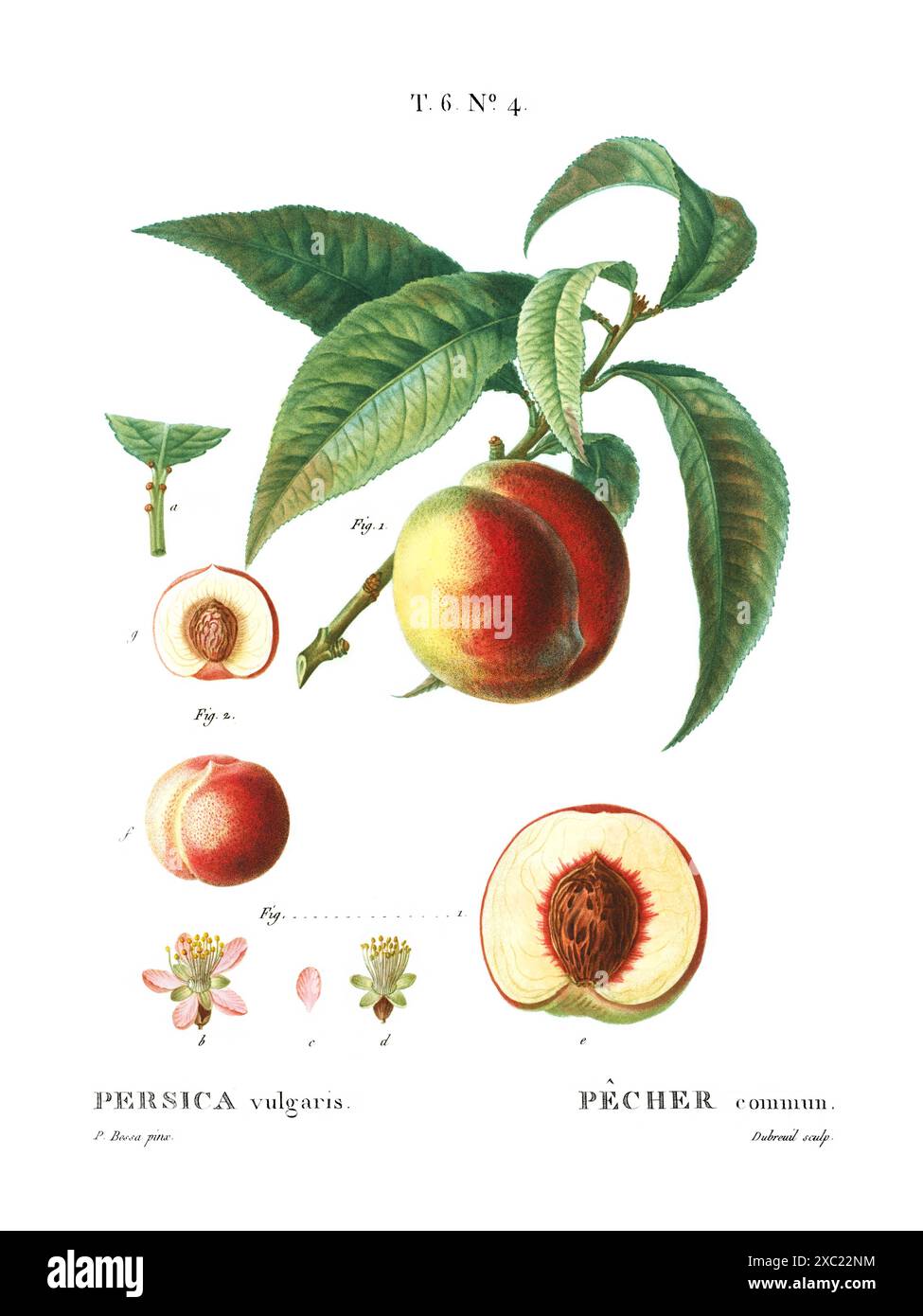 Colorata illustrazione botanica d'epoca della Persica vulgaris (pesca) dal libro francese di Duhamel du Monceau e Pierre Joseph Redoute, 1801-1819 Foto Stock