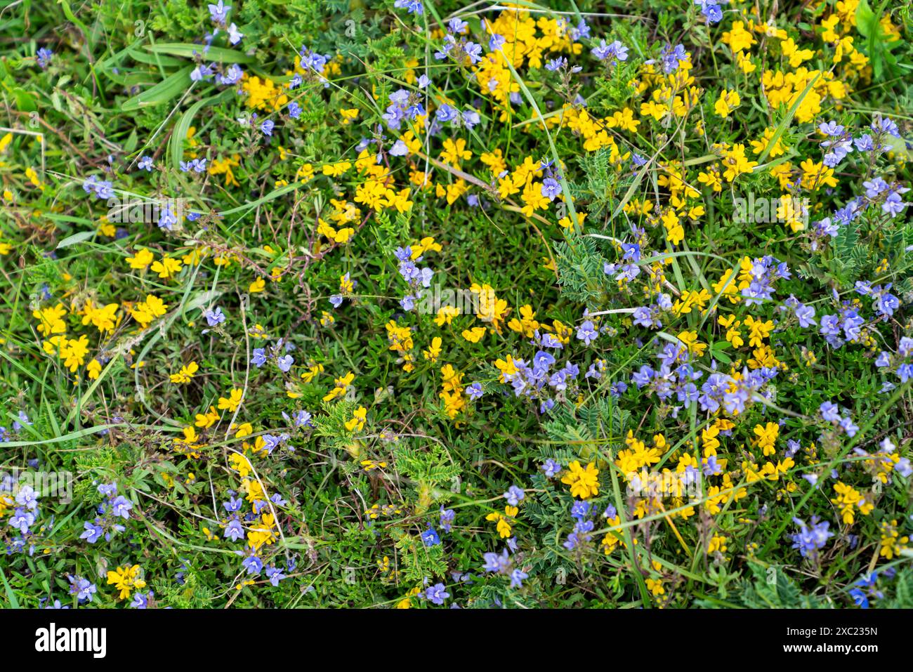 Fiori gialli e violetti in natura Foto Stock