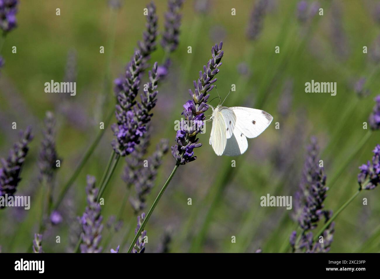 DNIPRO, UCRAINA - 11 GIUGNO 2024 - Una farfalla è arroccata sui fiori di lavanda a Dnipro, Ucraina centro-orientale. Foto Stock