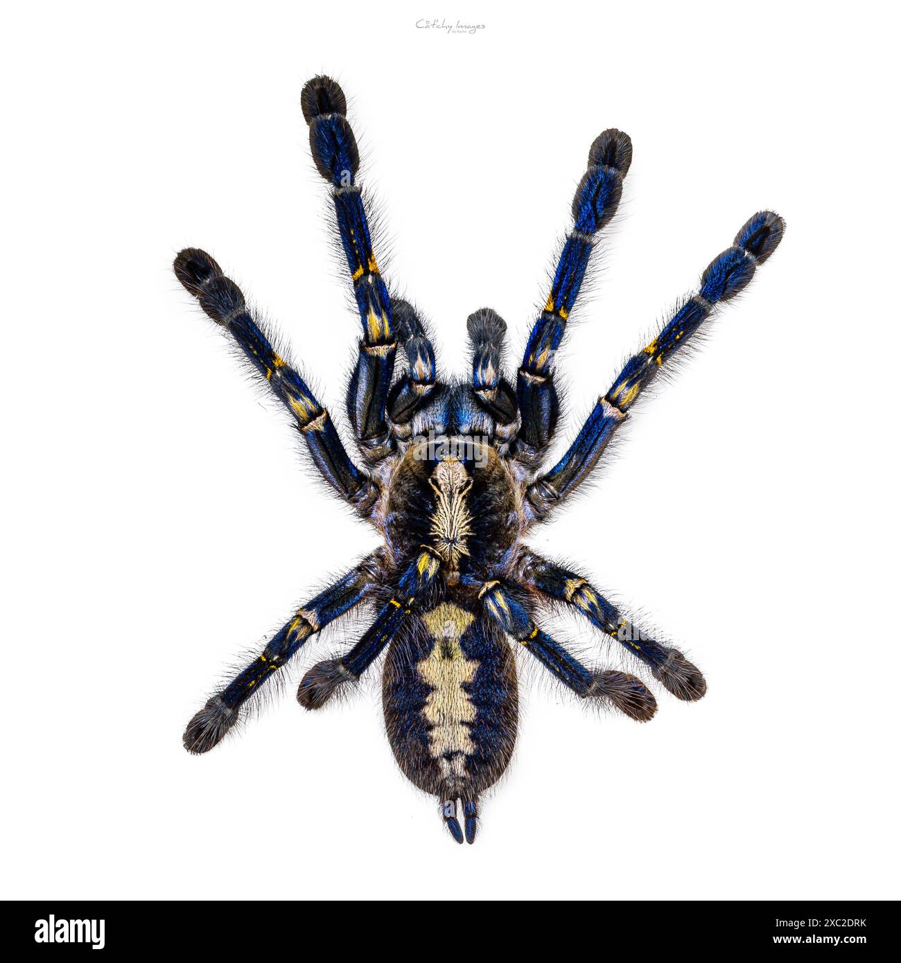 Spettacolare Poecilotheria metallica maschile, alias Peacock Tarantula. Vista dall'alto, isolata su sfondo bianco. Foto Stock