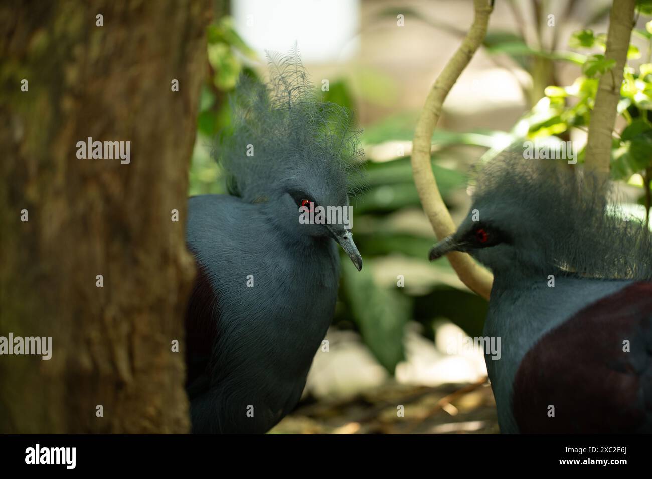 Due piccioni coronati da Victoria, intricate creste in un ambiente lussureggiante. Foto Stock