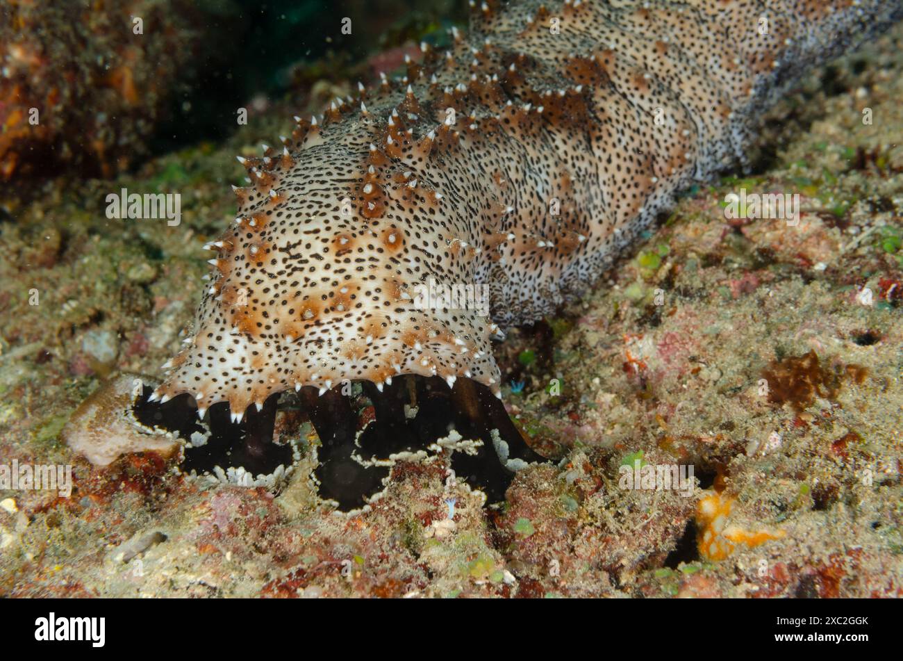 Cetriolo di mare, Pearsonothuria graeffei, Holothuriidae, Parco Nazionale Marino e riserva di Watamu, Kenya, Africa Foto Stock