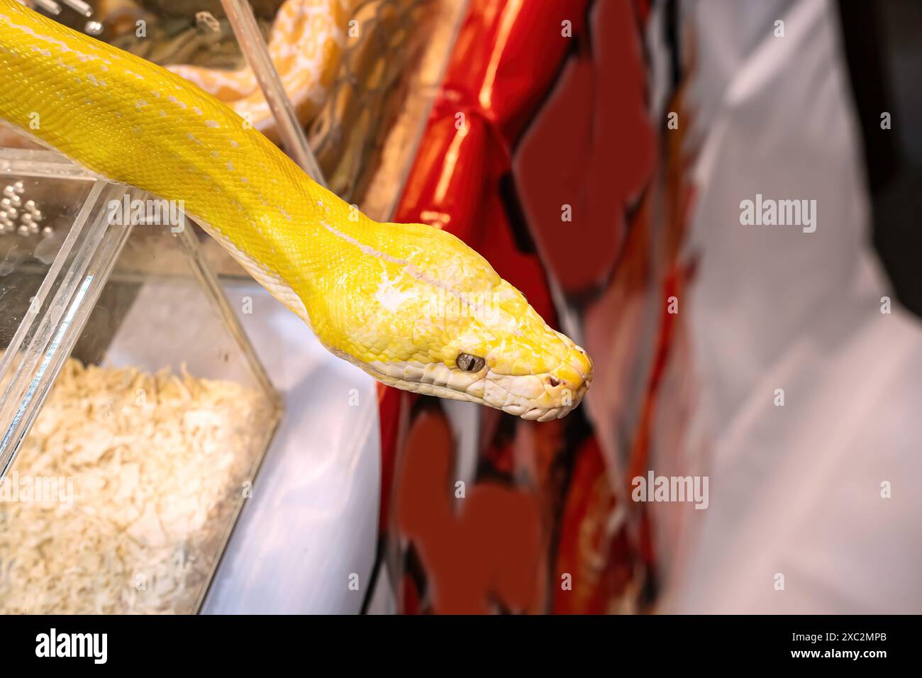 Il pitone birmano di Albino sta strisciando. È un animale domestico popolare in Thailandia. Foto Stock