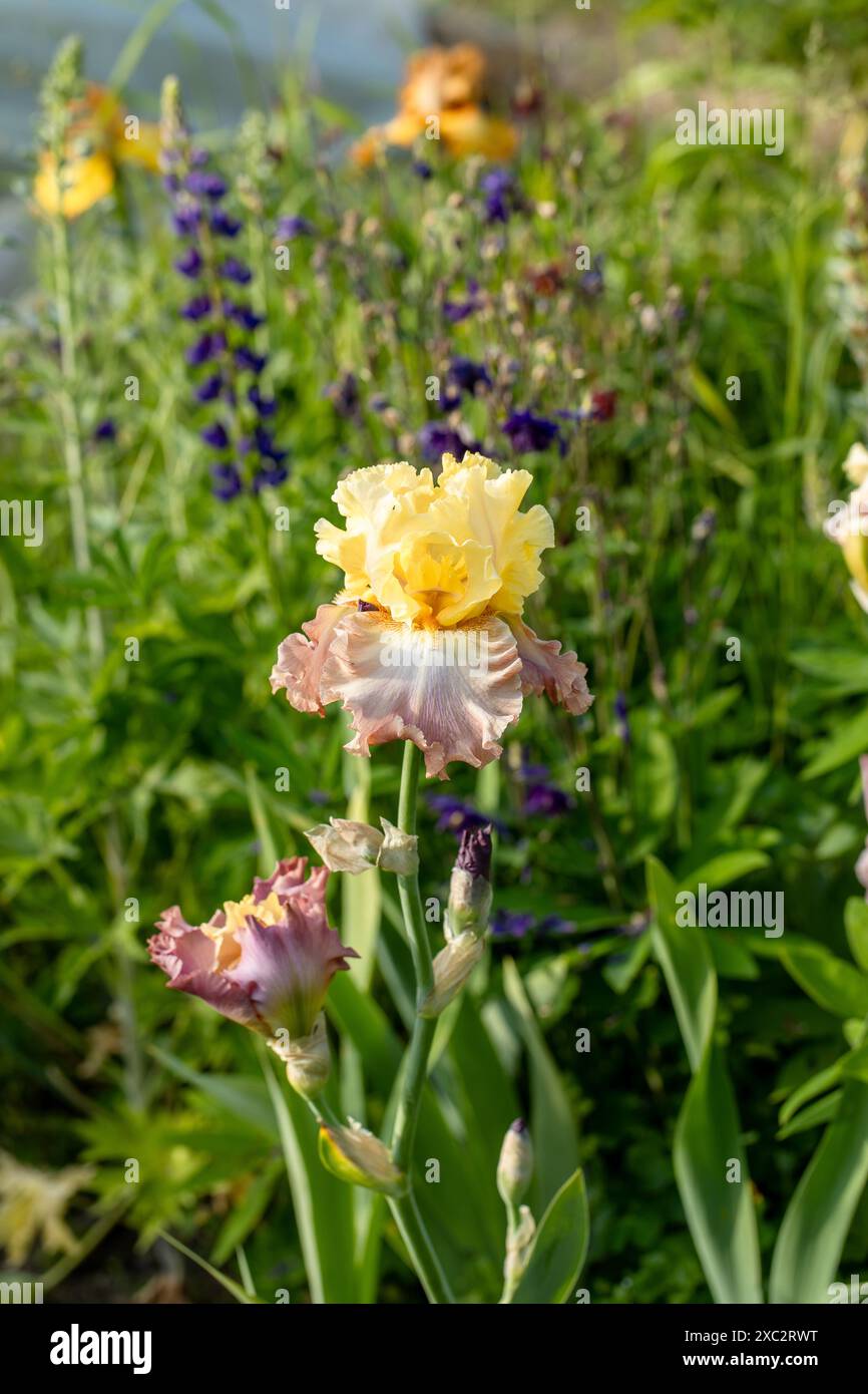 Iris barbuti multicolore in piena fioritura. Foto Stock