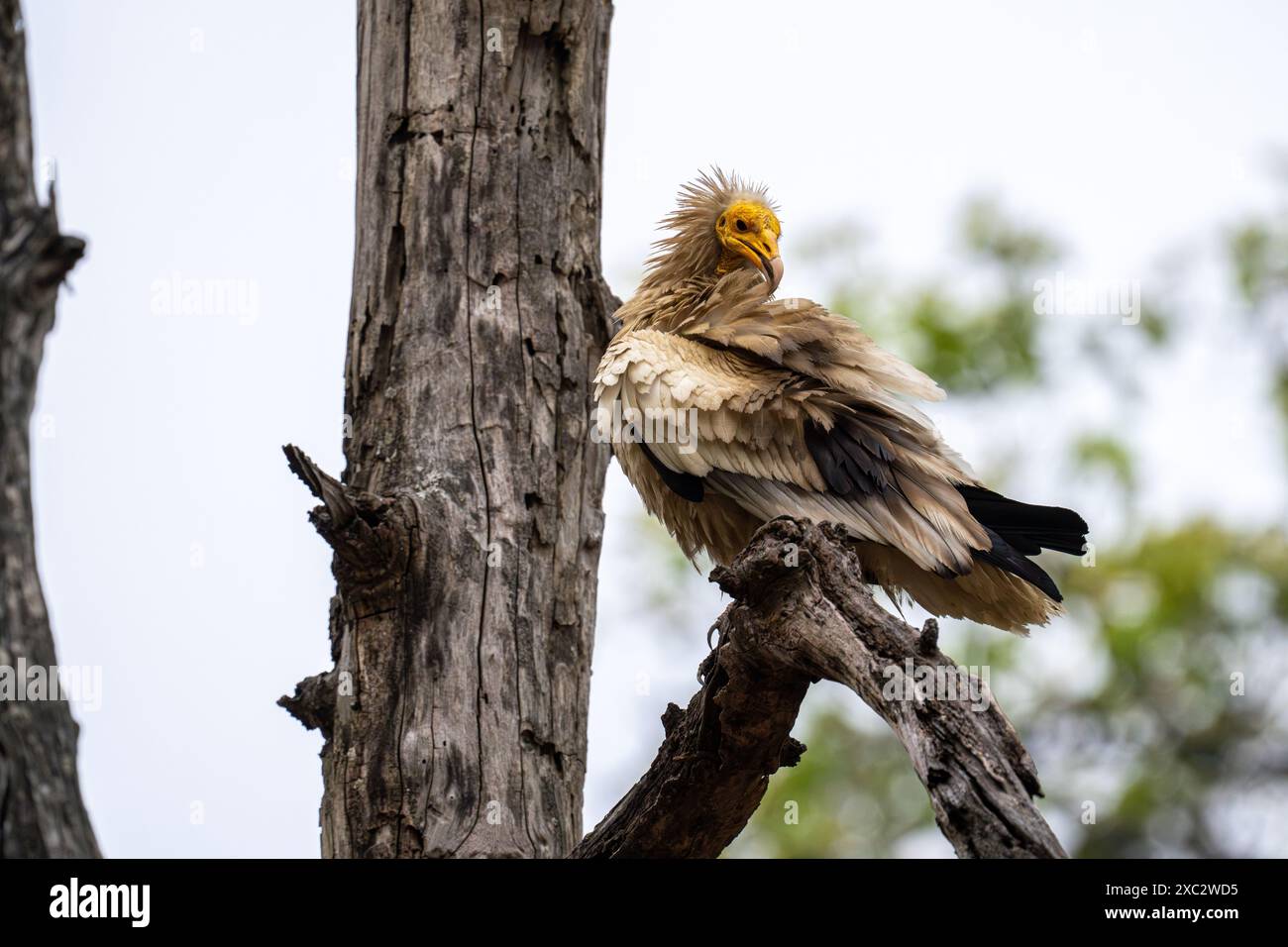 Avvoltoio egizio (Neophron percnopterus). Arroccato su un ramo, questo avvoltoio del Vecchio mondo è ampiamente distribuito dall'Europa sud-occidentale e dall'Afric settentrionale Foto Stock