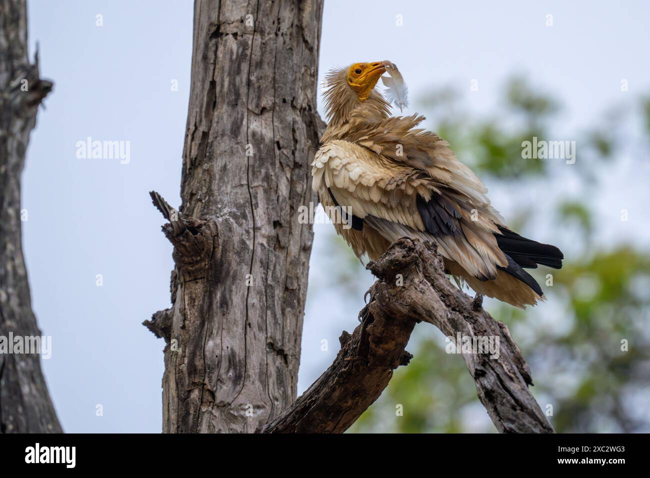 Avvoltoio egizio (Neophron percnopterus). Arroccato su un ramo, questo avvoltoio del Vecchio mondo è ampiamente distribuito dall'Europa sud-occidentale e dall'Afric settentrionale Foto Stock