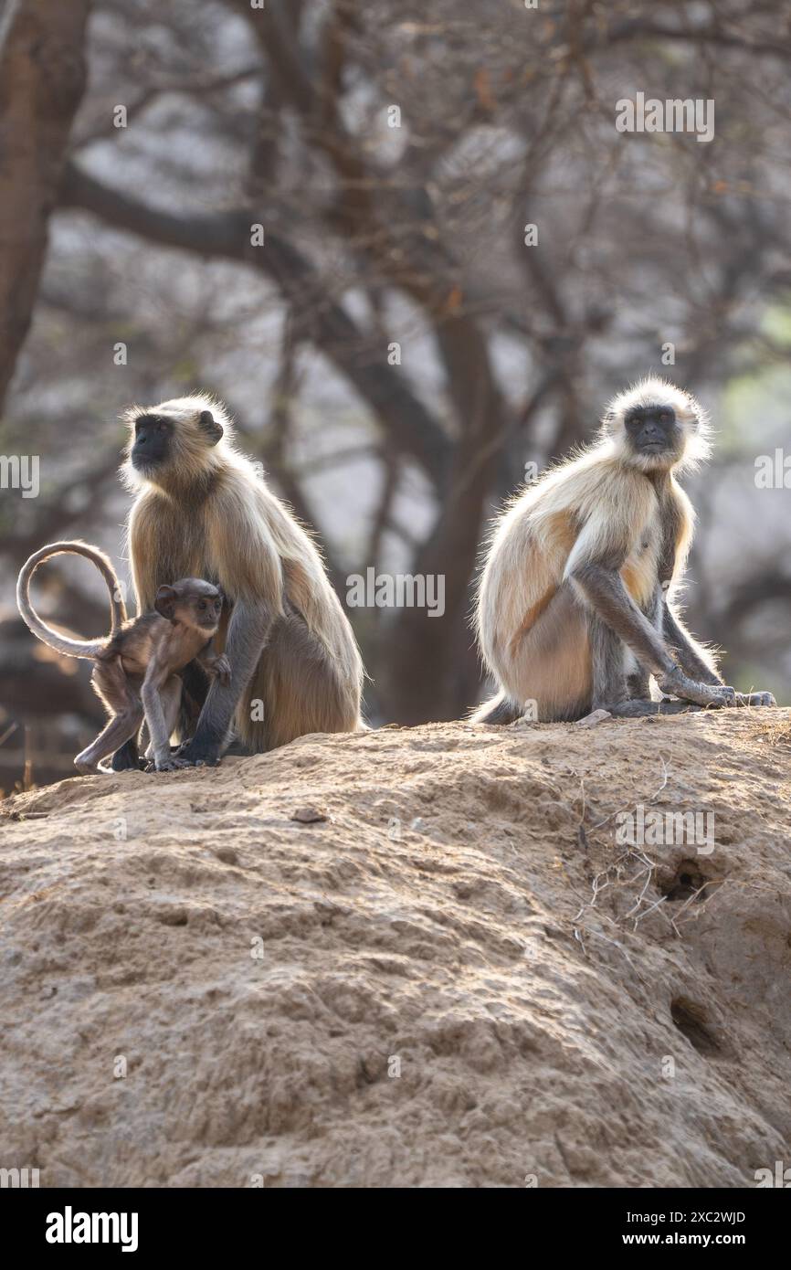 Il langur grigio delle pianure settentrionali (Semnopithecus entellus) fotografato nel Parco Nazionale di Bandhavgarh, Madhya Pradesh, India Foto Stock