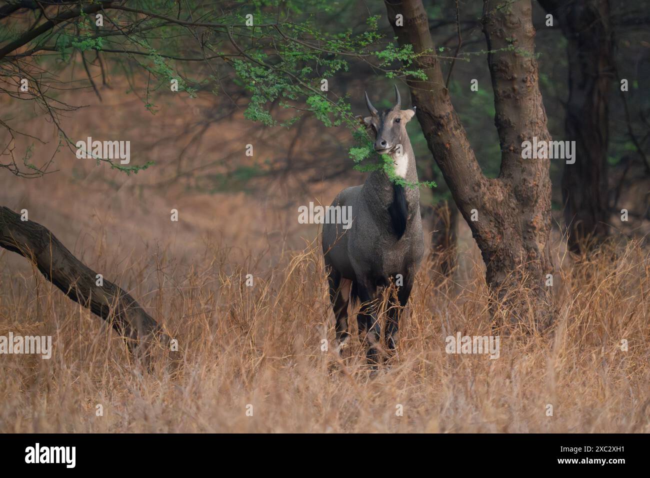 Nilgai (Boselaphus tragocamelus). Queste grandi antilopi asiatiche sono endemiche del subcontinente indiano. Fotografato a Jhalana, Rajasthan, India. Foto Stock