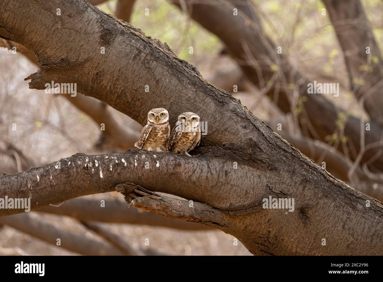 Il gufo maculato (Athene brama) è un piccolo gufo che si riproduce in Asia tropicale dall'India continentale al sud-est asiatico. Fotografato in India a maggio Foto Stock