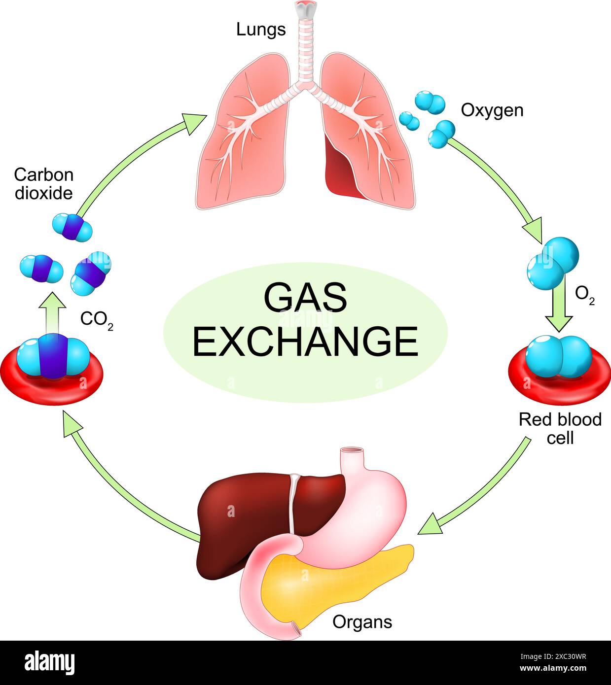 Processo di scambio di gas dall'apporto di ossigeno nel flusso sanguigno all'espulsione di anidride carbonica da parte dei polmoni. Sistema respiratorio umano. Polmoni e organi interni. Ossigeno Illustrazione Vettoriale