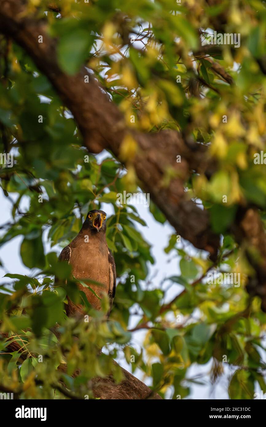 Crested Eagle serpente (Spilornis cheela) appollaiato su un albero morto il ramo. Questo di medie dimensioni gli uccelli rapaci si trova in habitat forestale attraverso un tropicale Foto Stock