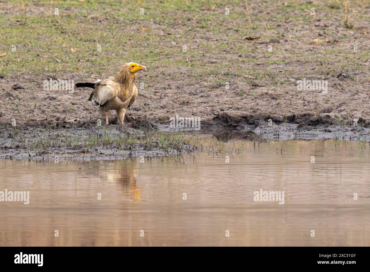 Avvoltoio egizio (Neophron percnopterus). Acqua potabile questo avvoltoio del Vecchio mondo è ampiamente distribuito dall'Europa sudoccidentale e dall'Africa settentrionale a. Foto Stock