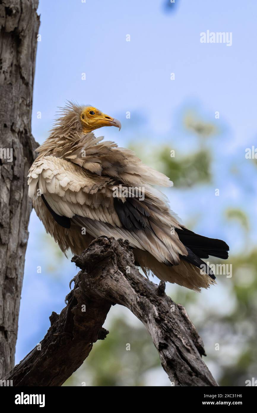 Avvoltoio egizio (Neophron percnopterus). Arroccato su un ramo, questo avvoltoio del Vecchio mondo è ampiamente distribuito dall'Europa sud-occidentale e dall'Afric settentrionale Foto Stock