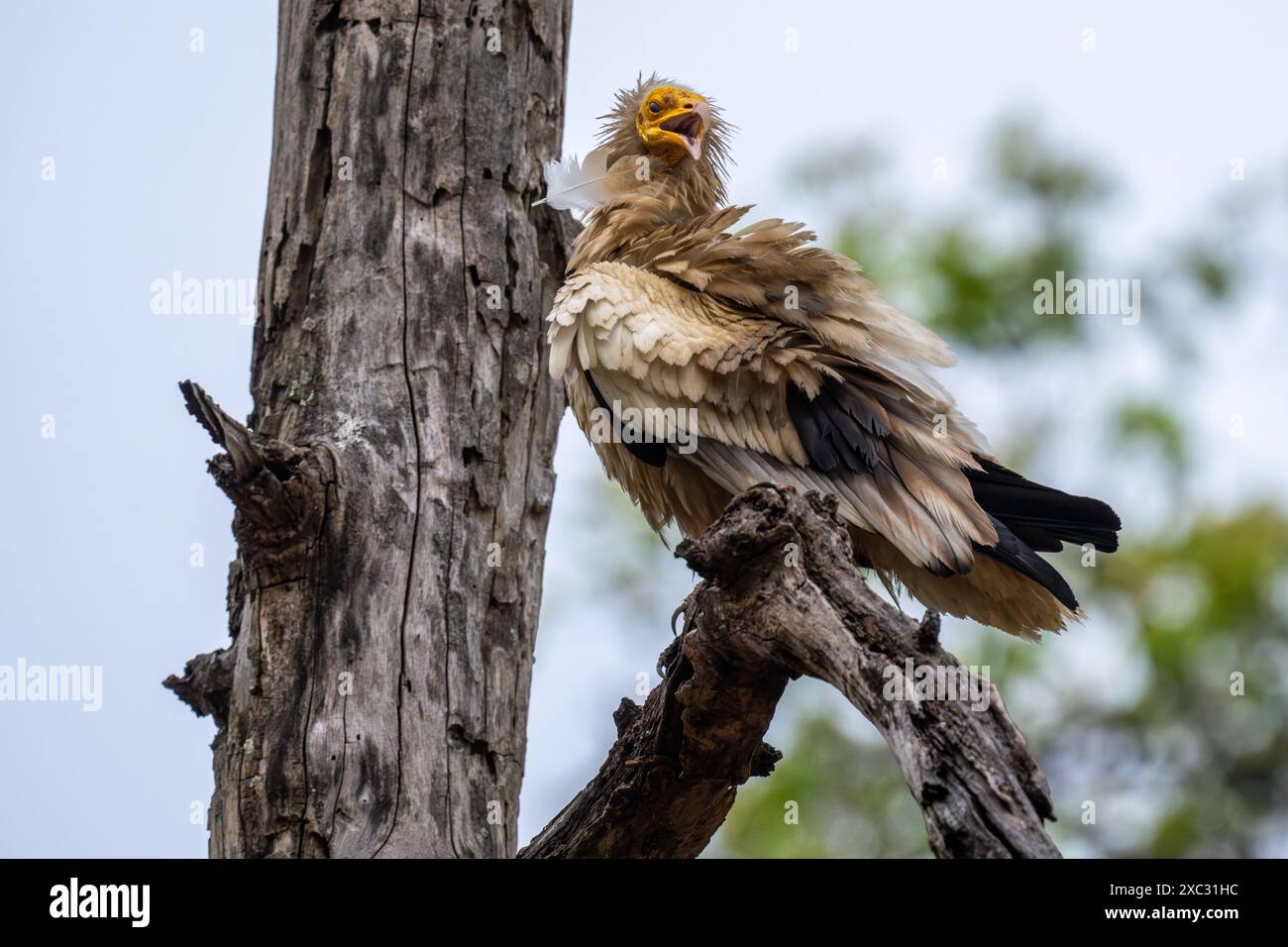 Avvoltoio egizio (Neophron percnopterus). Arroccato su un ramo, questo avvoltoio del Vecchio mondo è ampiamente distribuito dall'Europa sud-occidentale e dall'Afric settentrionale Foto Stock