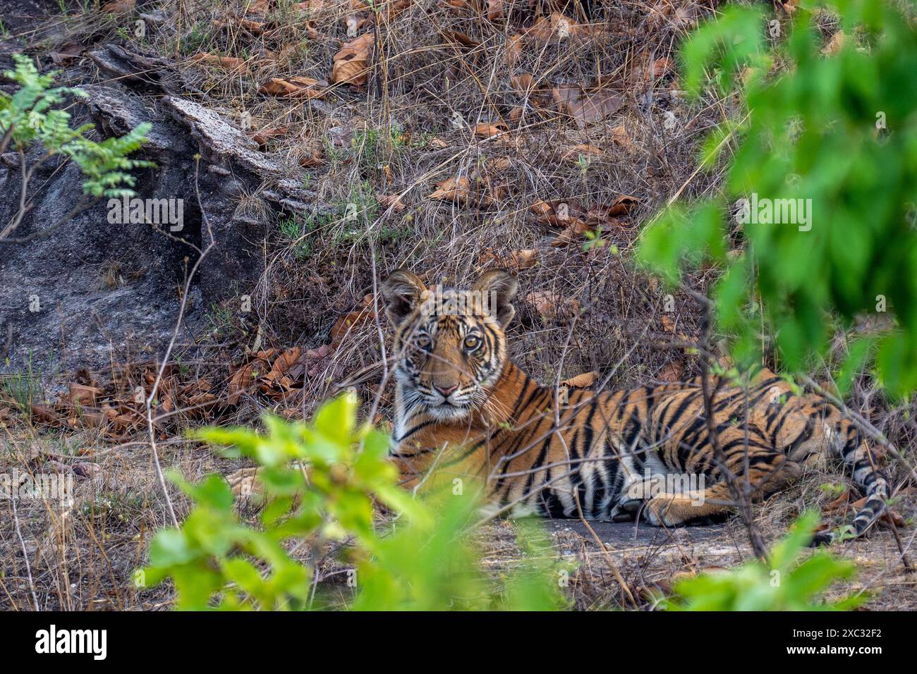 Tigre del Bengala (Panthera tigris tigris). Fotografato al parco nazionale bandhavgarh in India Foto Stock