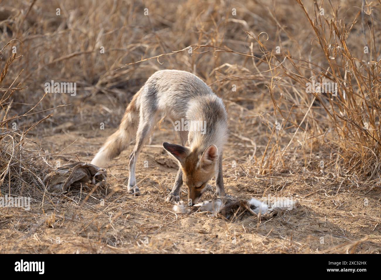 Volpe dai piedi bianchi (Vulpes vulpes pussilla) fotografata nel Jhalana Leopard Safari Park India a maggio Foto Stock