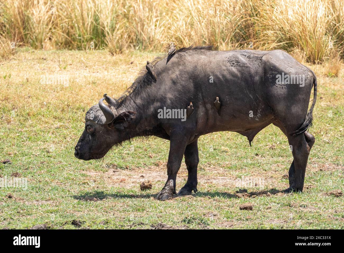 Un bufalo africano o Bufalo del capo (Syncerus caffer) con giallo-fatturati Oxpecker (Buphagus africanus) gli uccelli sulla sua schiena Foto Stock Un bufalo africano o Bufalo del capo (Syncerus caffer) con giallo-fatturati Oxpecker (Buphagus africanus) gli uccelli sulla sua schiena Foto Stock