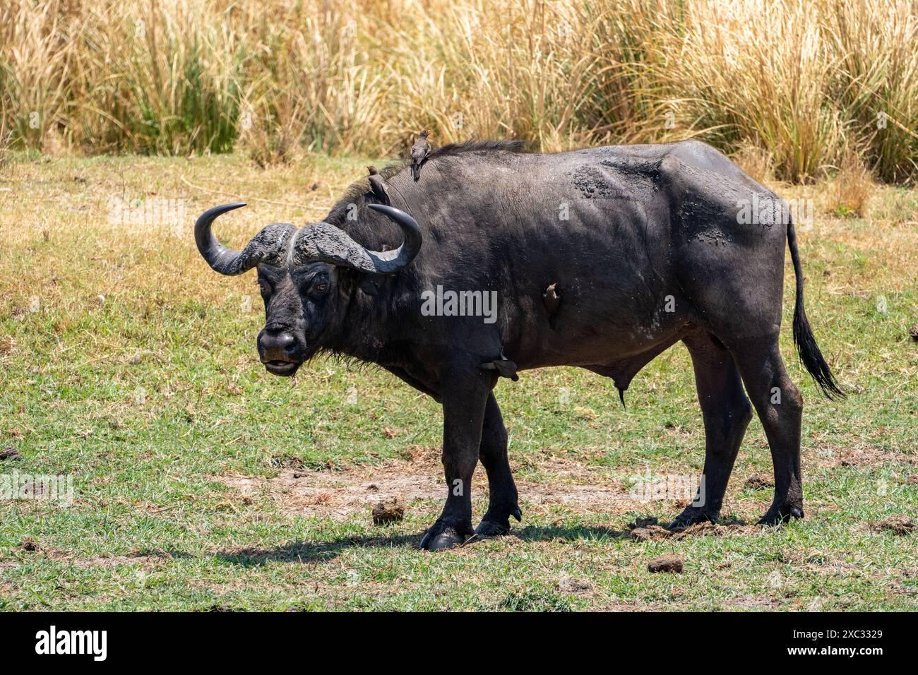 Un bufalo africano o Bufalo del capo (Syncerus caffer) con giallo-fatturati Oxpecker (Buphagus africanus) gli uccelli sulla sua schiena Foto Stock Un bufalo africano o Bufalo del capo (Syncerus caffer) con giallo-fatturati Oxpecker (Buphagus africanus) gli uccelli sulla sua schiena Foto Stock