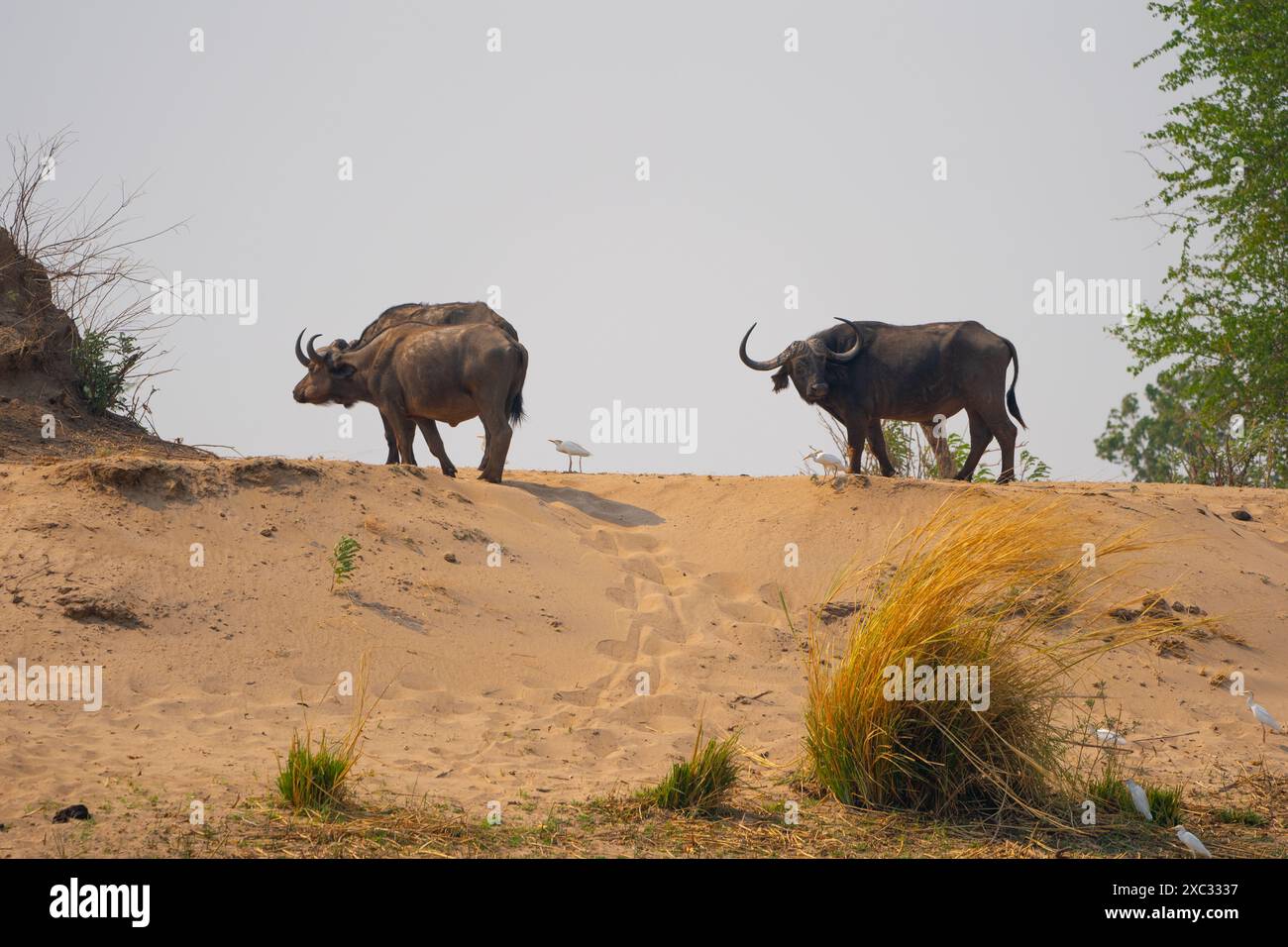 Una mandria di bufalo africano o bufalo del Capo (Syncerus caffer) che pascolano in praterie fotografate in Tanzania Foto Stock