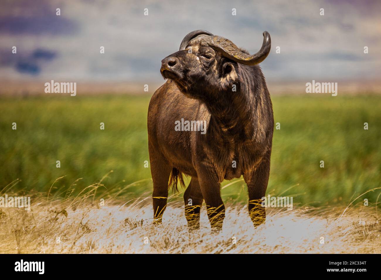 Ritratto di un bufalo africano (Syncerus caffer). Questo grande erbivoro mangia principalmente erba, sebbene la sua dieta comprenda anche foglie e germogli. Vive Foto Stock