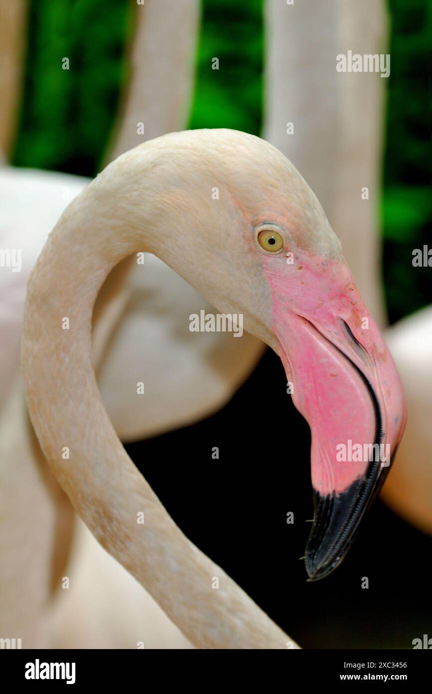 Lo spettacolo degli uccelli, il Parco Safari, e' uno dei parchi principali del Safari World, un'attrazione turistica a Bangkok, Tailandia Foto Stock