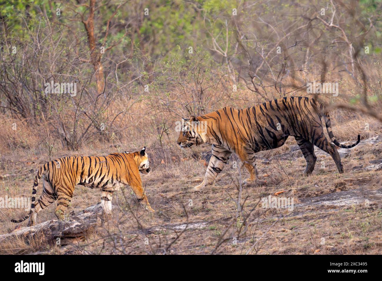 Tigre del Bengala con giovane (Panthera tigris tigris). Fotografato al parco nazionale bandhavgarh in India Foto Stock