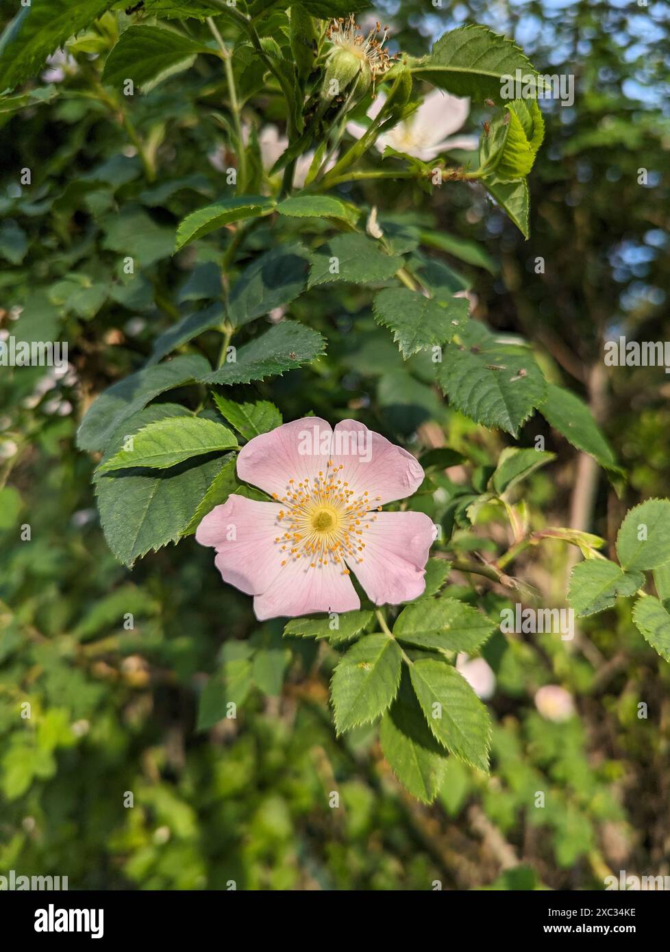 Wild Roses in the Wind in un palmare verticale Sunny Spring Day Foto Stock