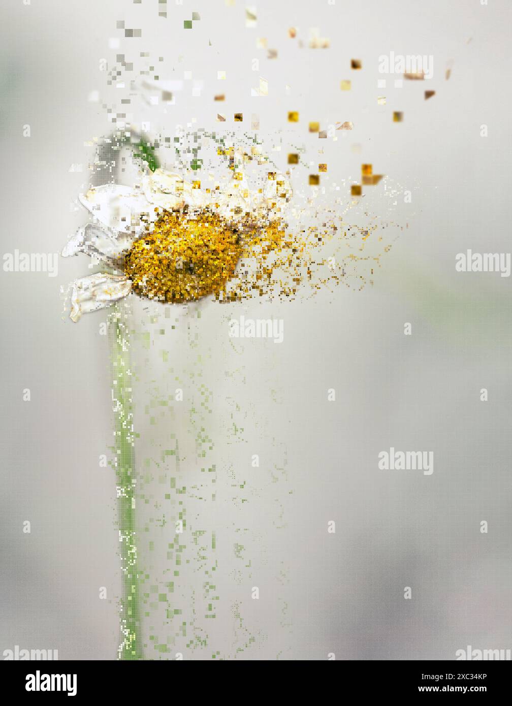 L'immagine digitalmente migliorata di una Anthemis arvensis selvaggia, nota anche come camomilla di mais, mayweed, camomilla senza profumo, o camomilla di campo è una specie di Foto Stock