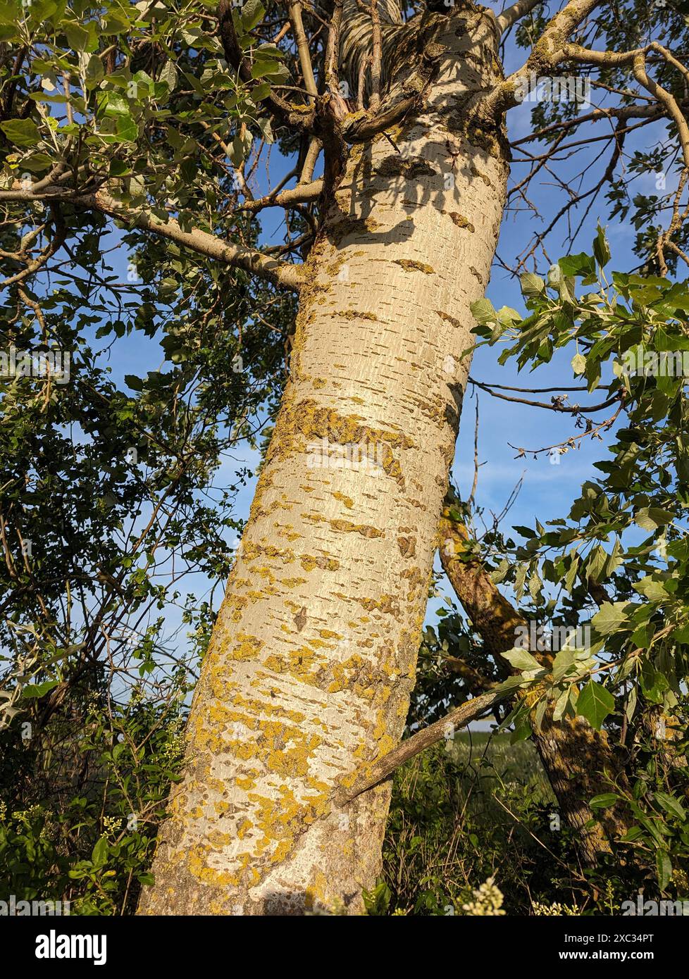 Tree Trunk e Clear Blue Sky in un giorno di sole primaverili Foto Stock