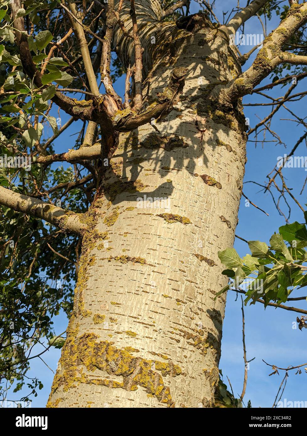 Tree Trunk e Clear Blue Sky in un giorno di sole primaverili Foto Stock