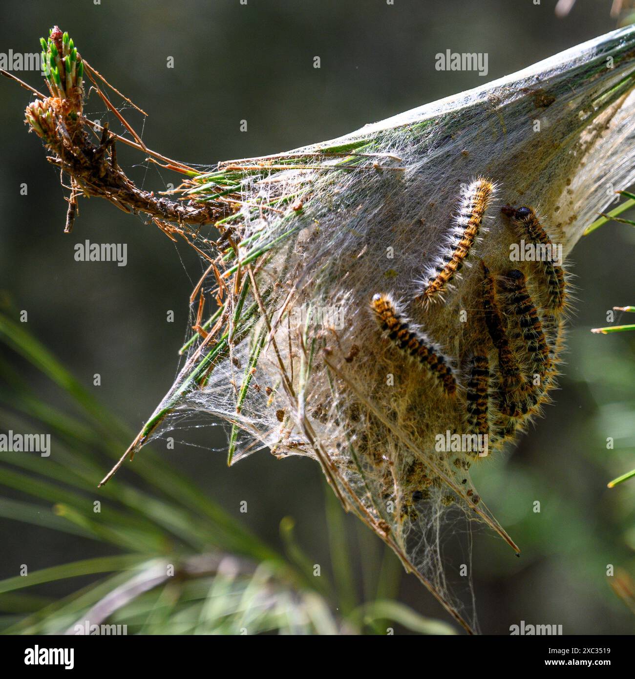 Pino processionario caterpillar nido. Nido di rete filata del pino processionario caterpillar, la larva della falena Thaumetopoea pityocampa, in un pino tre Foto Stock