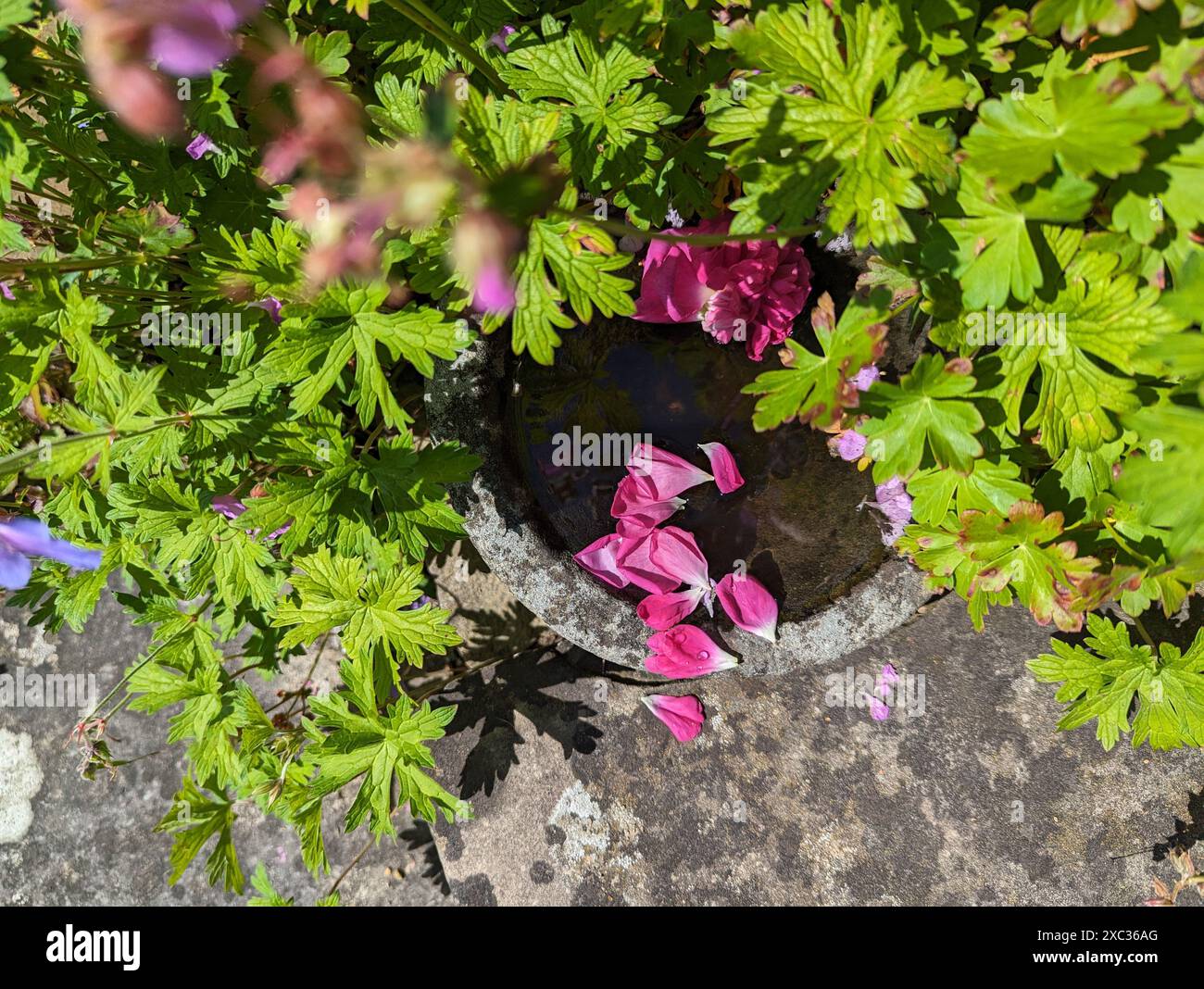 Fiori rosa e ciotola d'acqua con petali in un delizioso giardino romantico in un giorno di sole primaverili Foto Stock