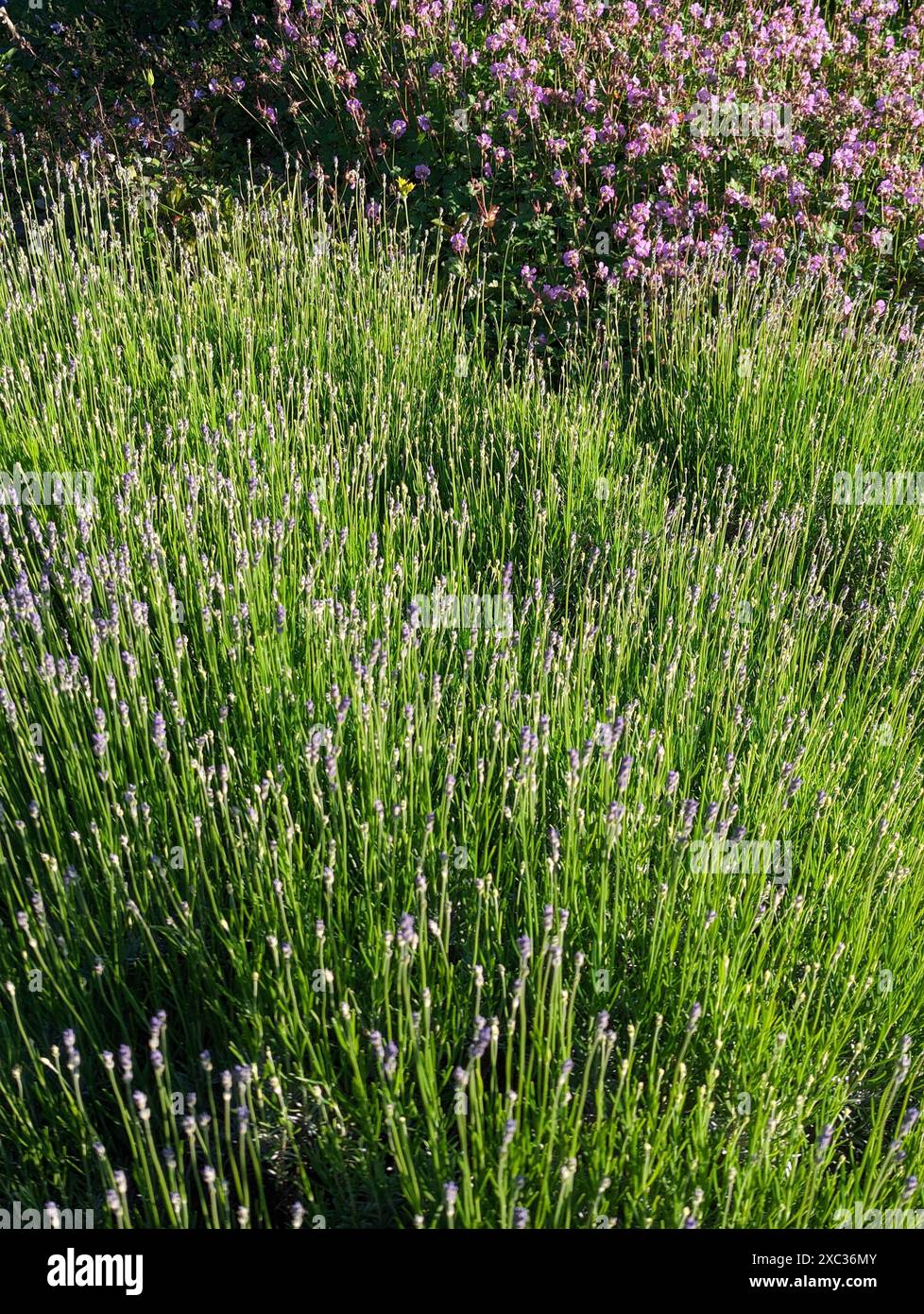 I fiori di lavanda fioriscono in primavera in un giardino di erbe soleggiate Foto Stock