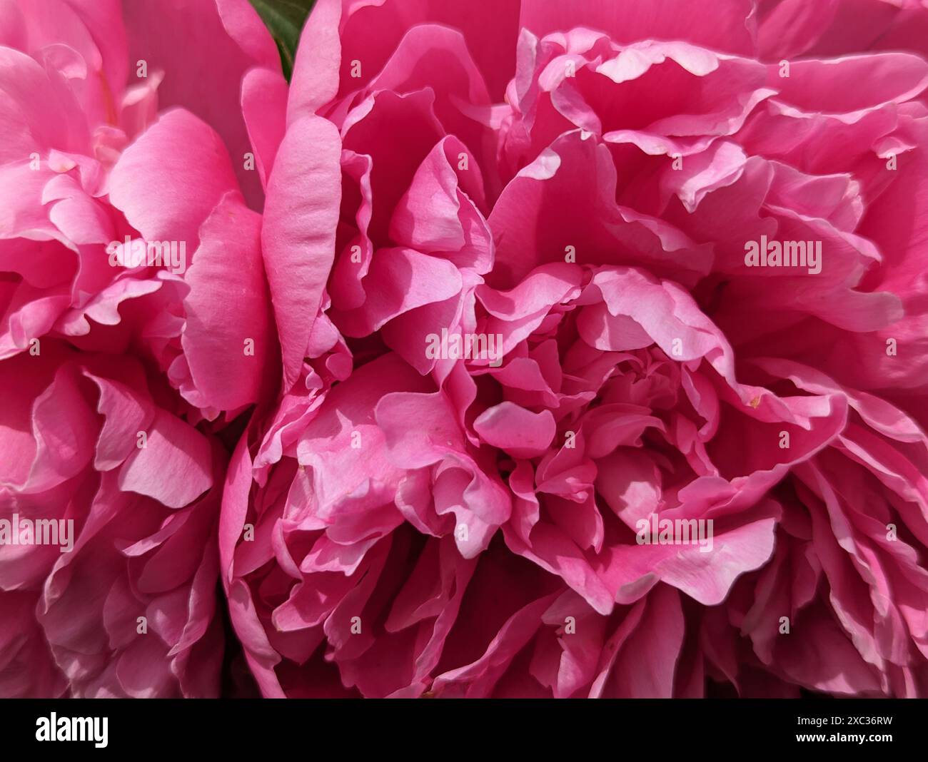 Fiore di peonia rosa in un primo piano del giardino in un giorno di sole strisciate Foto Stock