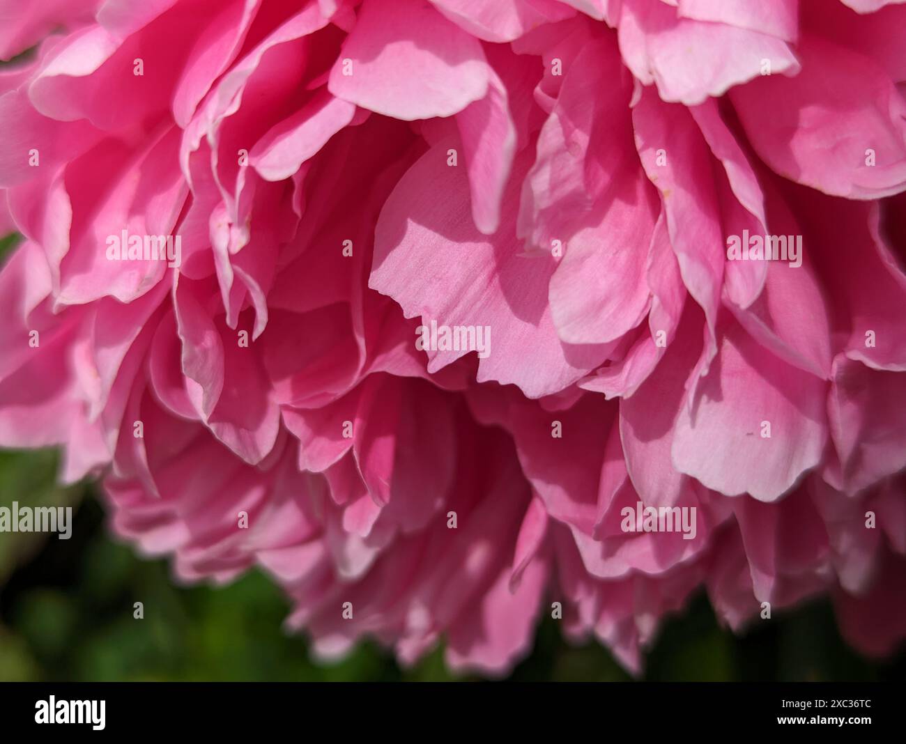 Fiore di peonia rosa in un primo piano del giardino in un giorno di sole strisciate Foto Stock