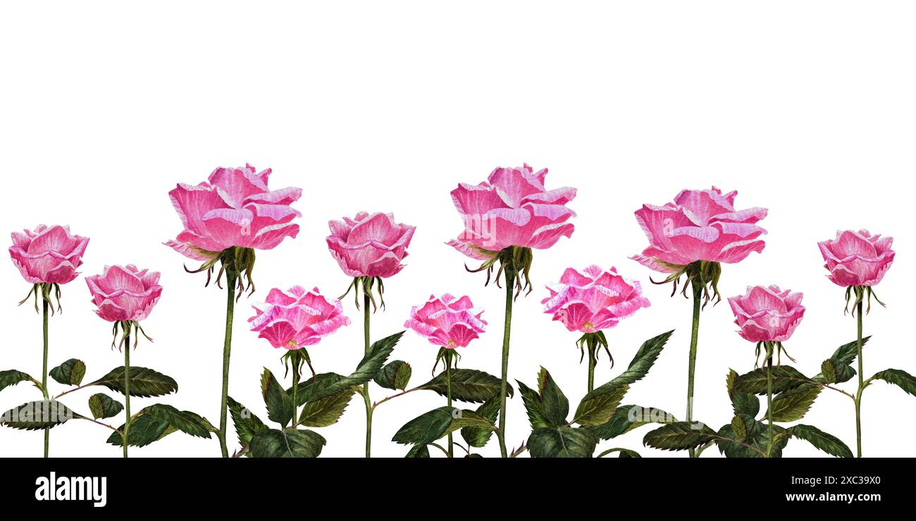 Bellissimo striscione di rose rosa fiori e foglie Foto Stock