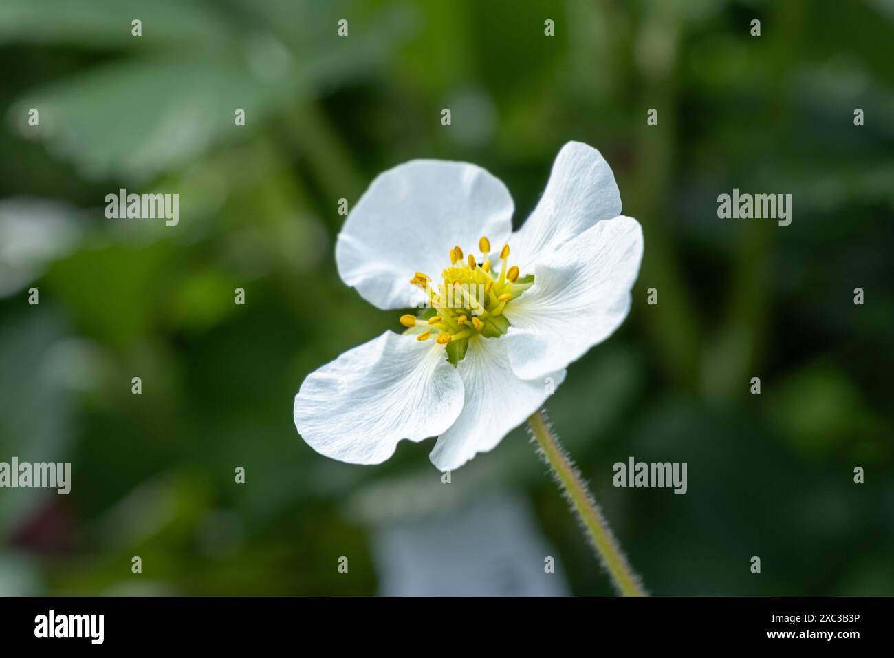 fiore bianco con pistile giallo di una pianta di fragole Foto Stock