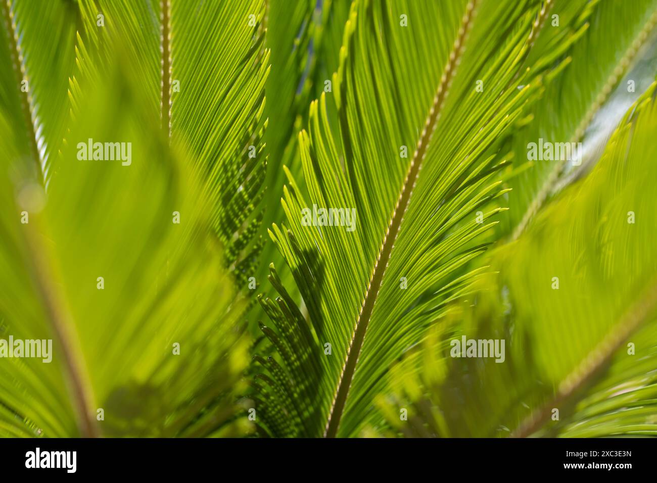 Struttura a foglia verde tropicale. Palme da cocco. Sfondo texture foglia di cocco. Palma tropicale. Sfondo naturale. Foglie di palma tropicale. Palme da cocco Foto Stock