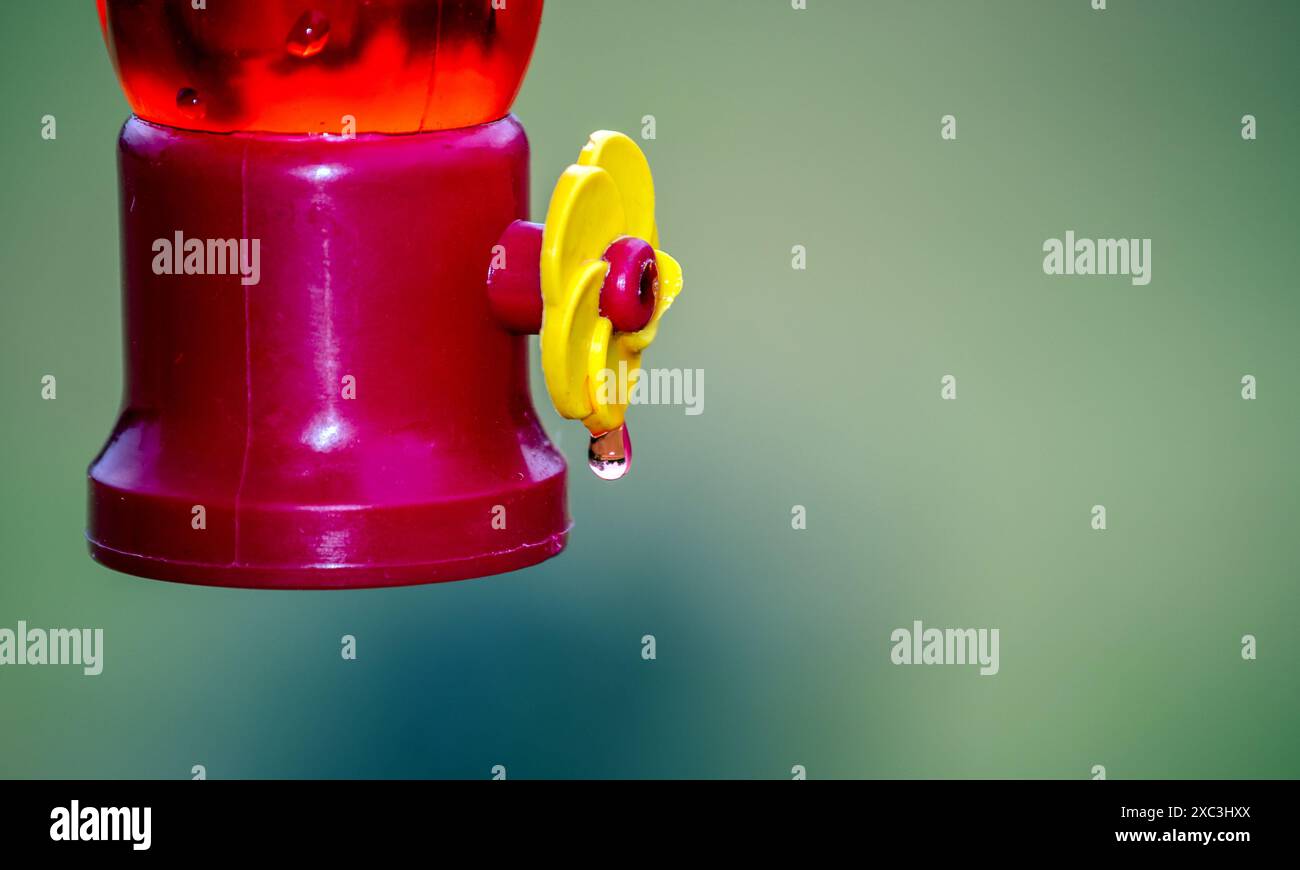 Primo piano di un alimentatore di colibrì rosso. Il nettare gocciola dal fiore giallo su un bel fondo bokeh. Foto Stock
