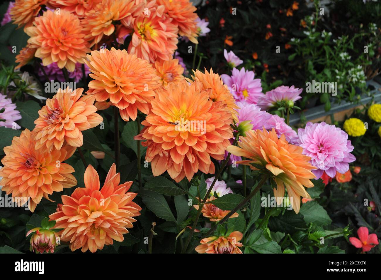 Copenhagen/ Danimarca/14 giugno 2024/Fiori e piante sono piantati in decoarte strada danese per la salute e il bell'aspetto della zona e delle strade (foto. Francis Joseph Dean/Dean Pictures) (non per uso commerciale) Foto Stock