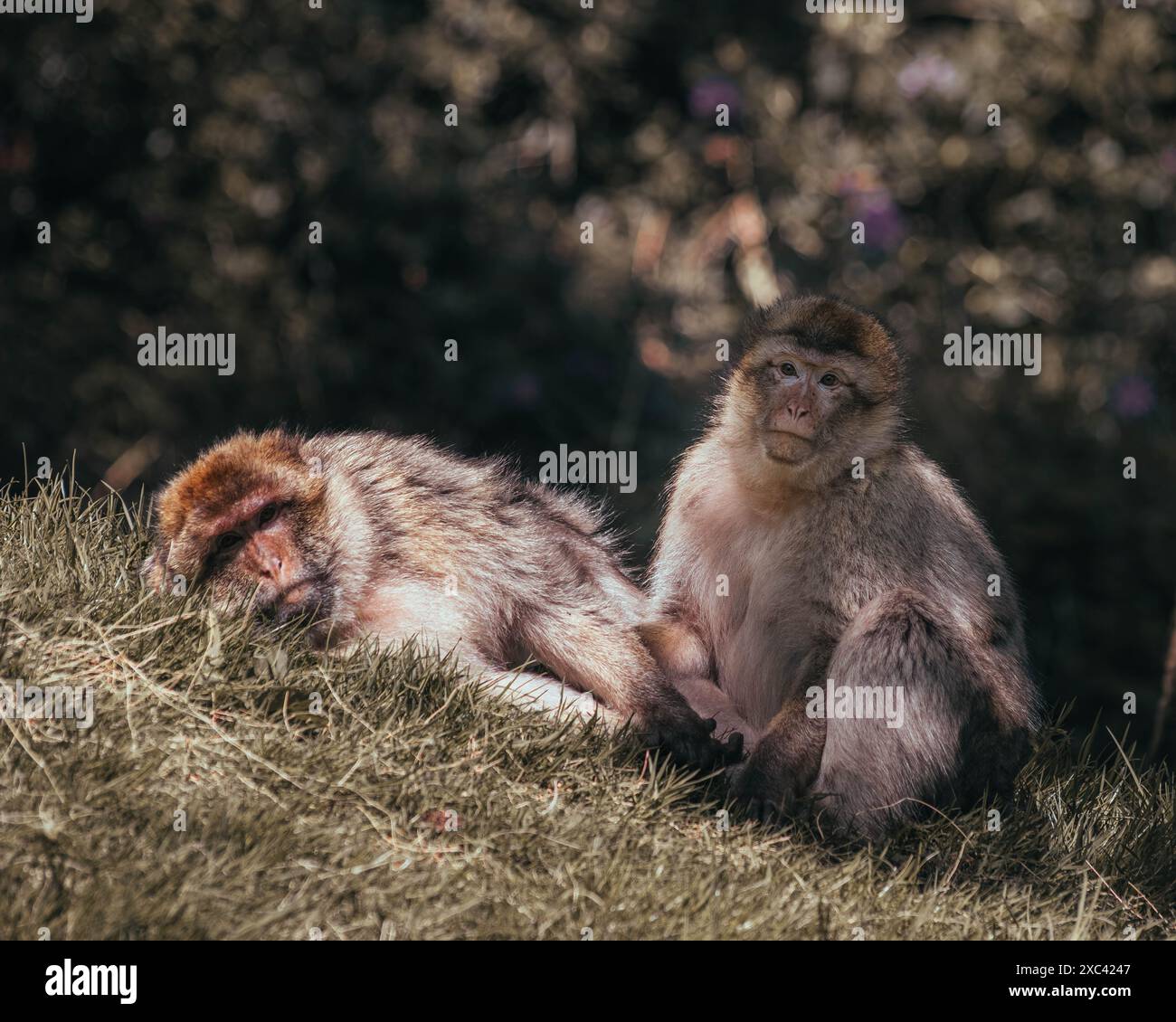 Macachi scimmie che giocano, mangiano e si divertono Foto Stock