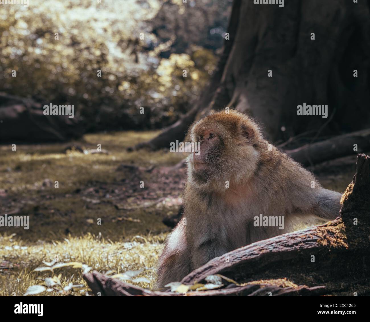 Macachi scimmie che giocano, mangiano e si divertono Foto Stock