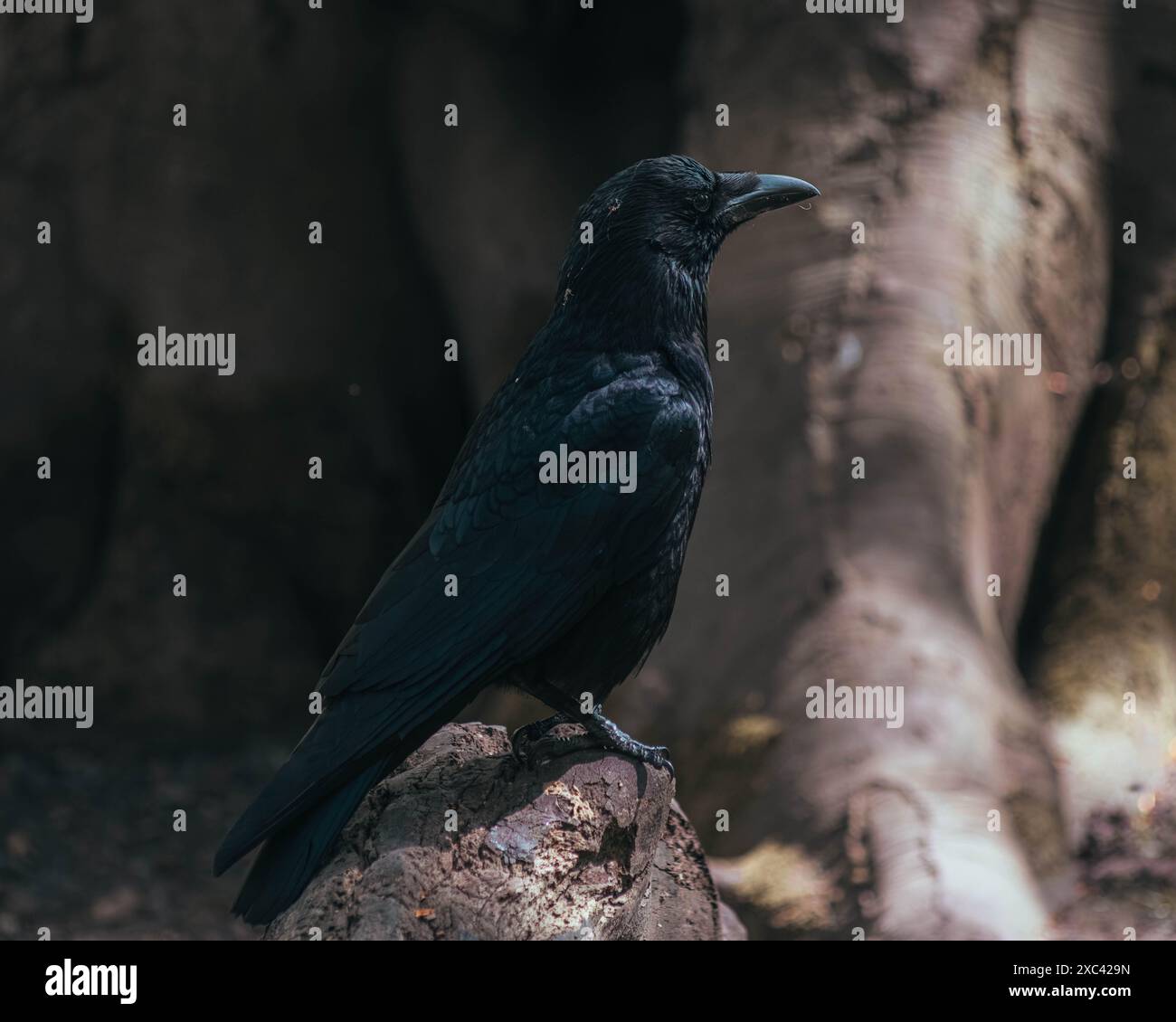 Raven in piedi orgoglioso su un ceppo d'albero Foto Stock